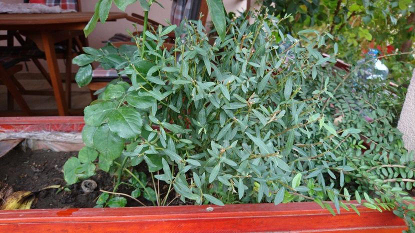 Salix gracilis - 00 Plante 2018