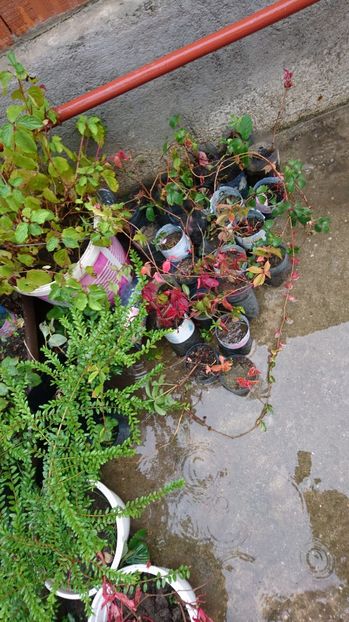 Vita de Canada - preț de la 5 ron/buc - 00 Plante 2018