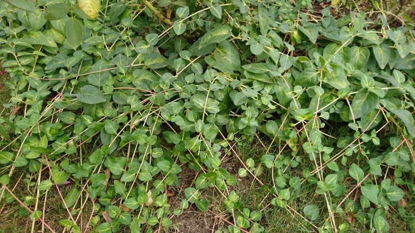 Vinca major - 00 Plante 2018