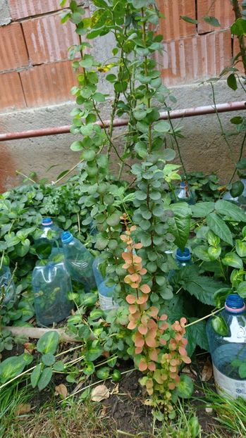 Berberis thunbergii - 00 Plante 2018