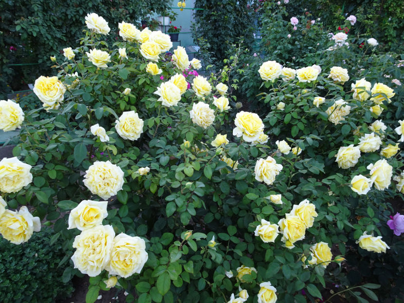 19 sept. - Nicolas Hulot