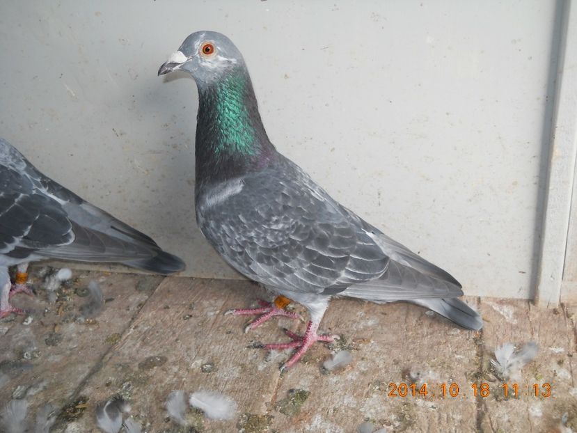 Pret 250 lei. - PORUMBEI