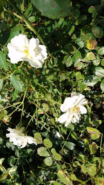  - Gradina septembrie 2017