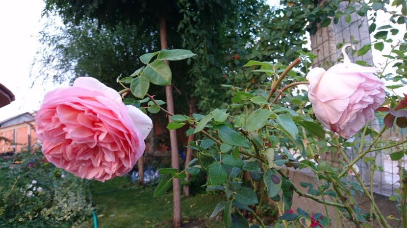  - Gradina septembrie 2017