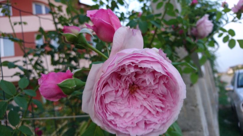  - Gradina septembrie 2017