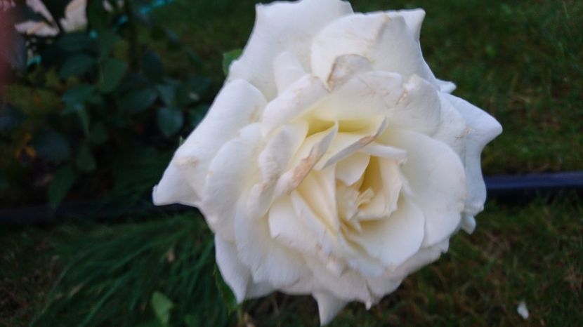  - Gradina septembrie 2017