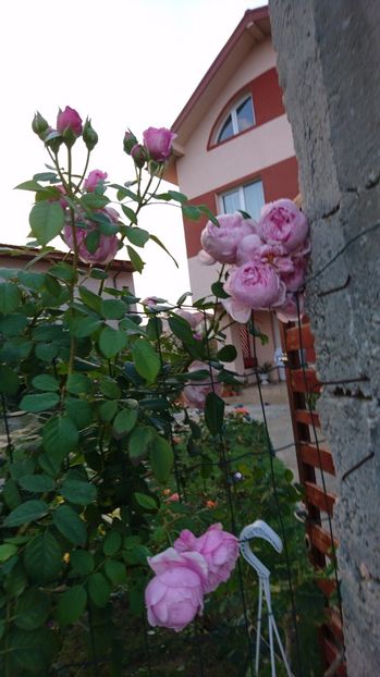  - Gradina septembrie 2017