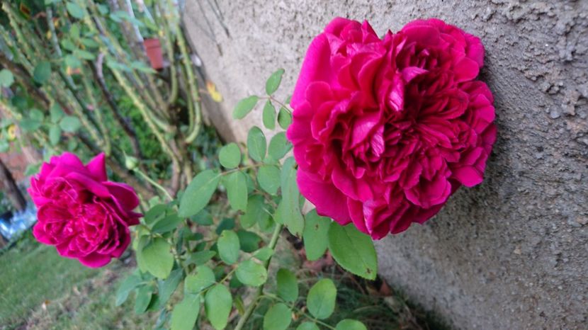  - Gradina septembrie 2017