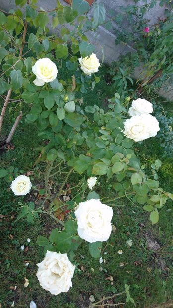  - Gradina septembrie 2017