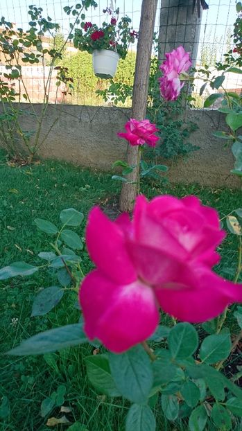  - Gradina septembrie 2017