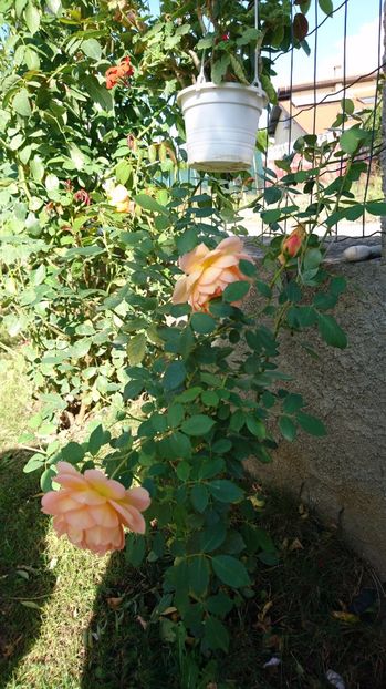  - Gradina septembrie 2017