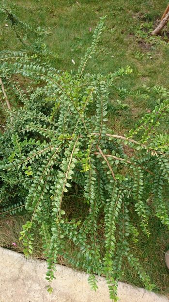  - Gradina septembrie 2017