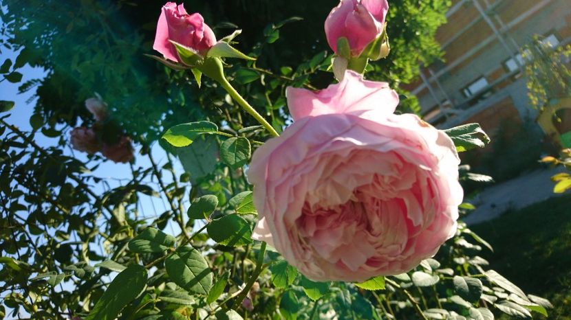  - Gradina septembrie 2017