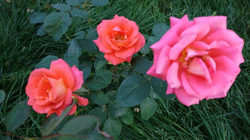  - Gradina septembrie 2017