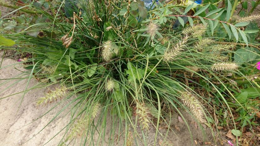  - Gradina septembrie 2017