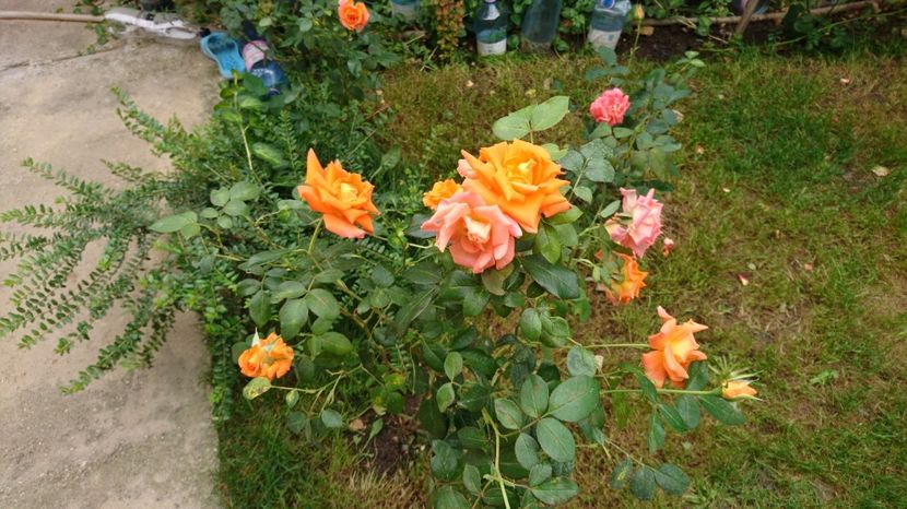  - Gradina septembrie 2017