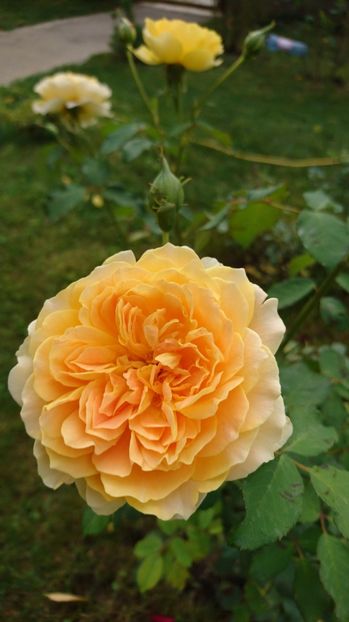  - Gradina septembrie 2017