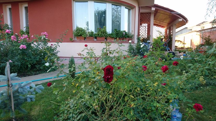  - Gradina septembrie 2017