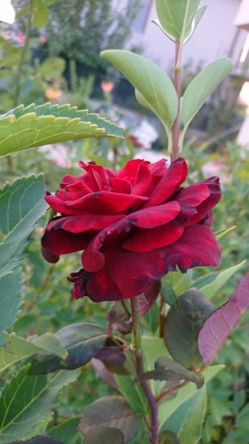  - Gradina septembrie 2017