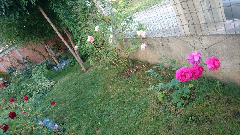  - Gradina septembrie 2017