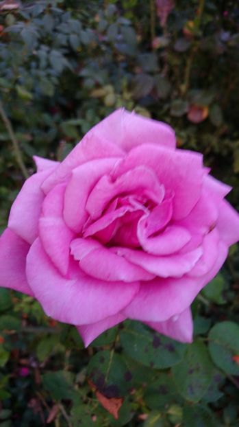  - Gradina septembrie 2017