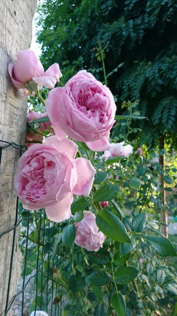  - Gradina septembrie 2017