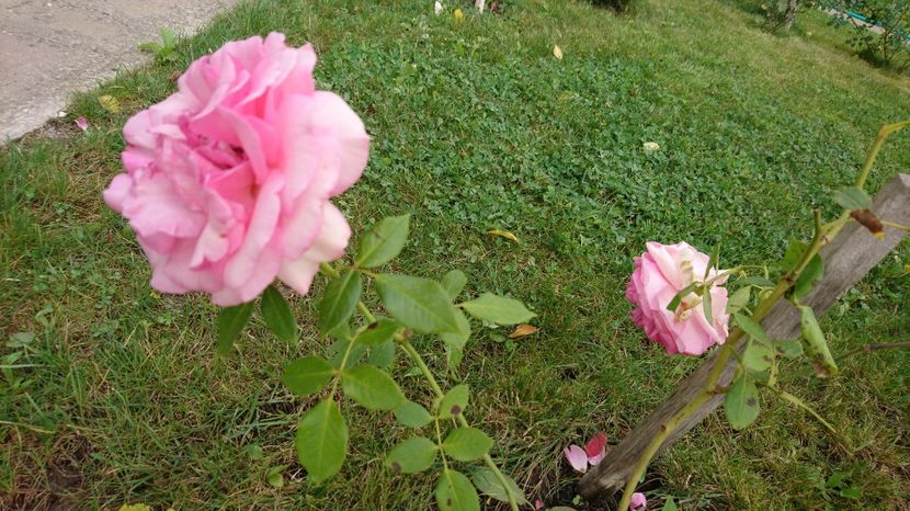  - Gradina septembrie 2017