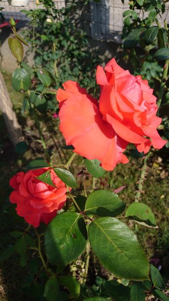  - Gradina septembrie 2017