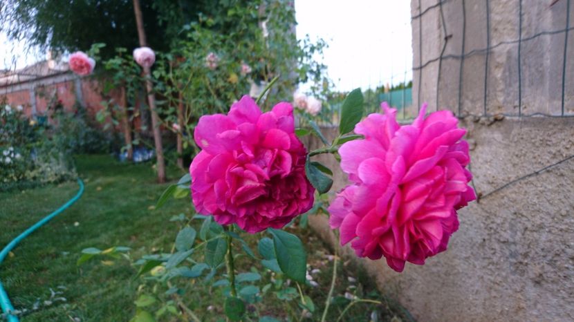  - Gradina septembrie 2017