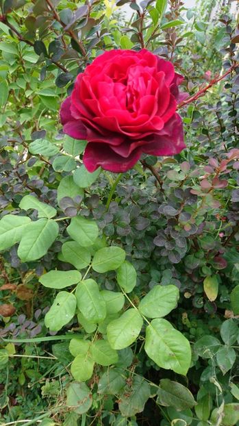  - Gradina septembrie 2017