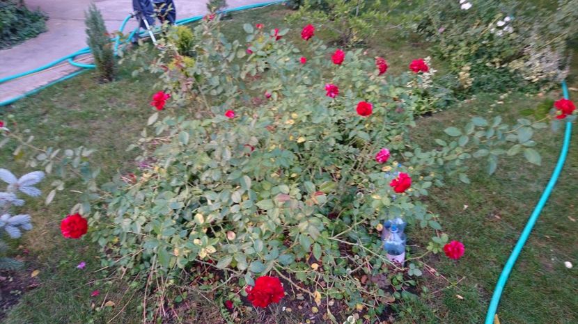  - Gradina septembrie 2017