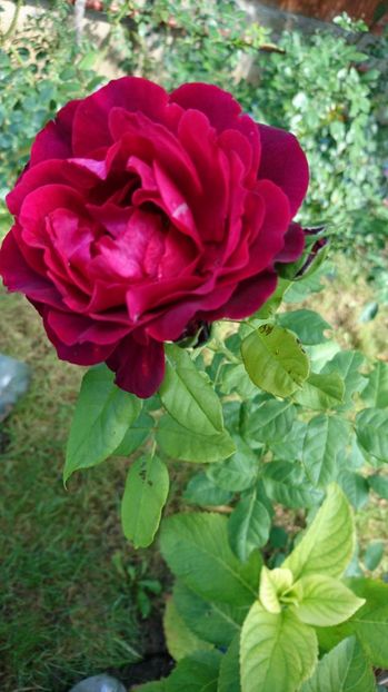  - Gradina septembrie 2017