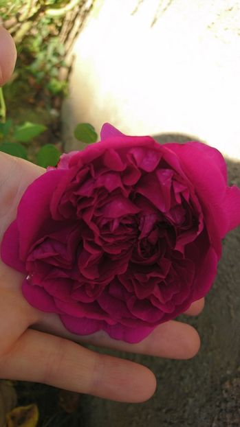  - Gradina septembrie 2017