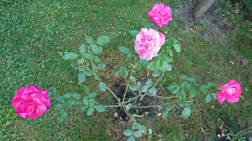  - Gradina septembrie 2017