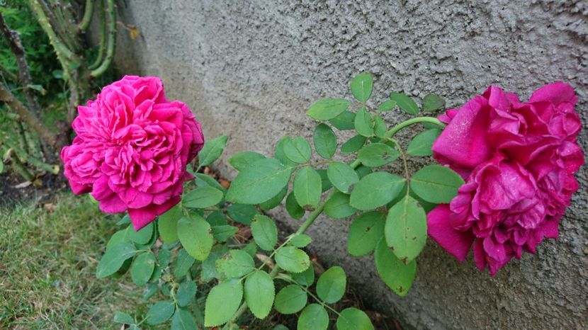  - Gradina septembrie 2017