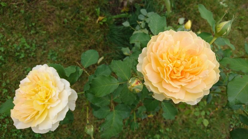  - Gradina septembrie 2017