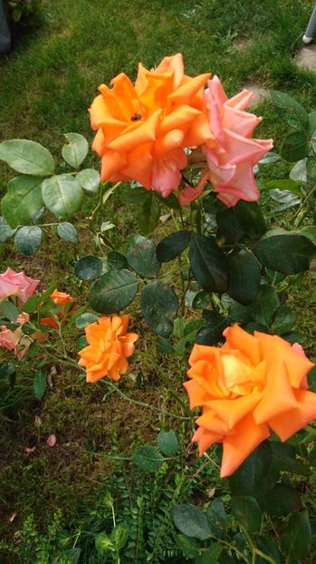  - Gradina septembrie 2017