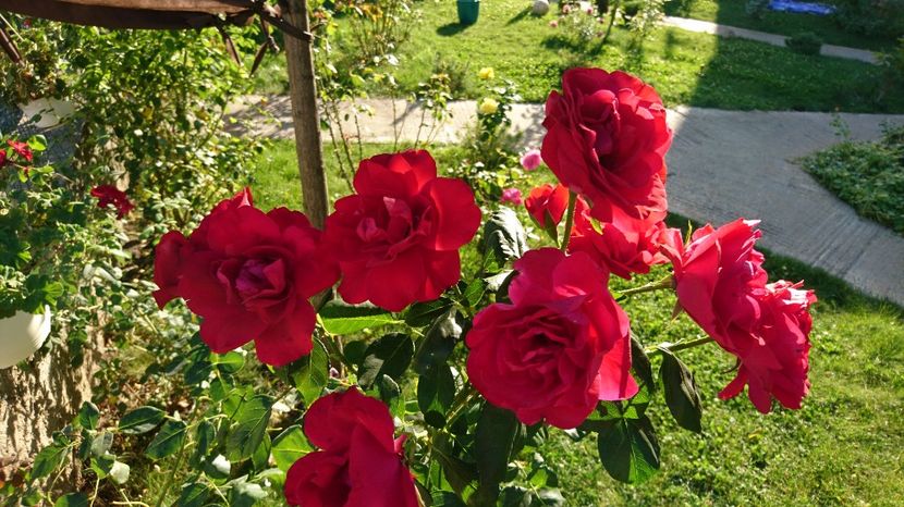  - Gradina septembrie 2017