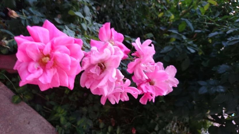  - Gradina septembrie 2017