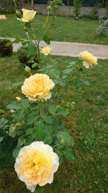  - Gradina septembrie 2017