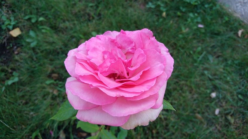  - Gradina septembrie 2017