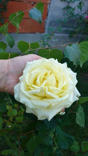  - Gradina septembrie 2017