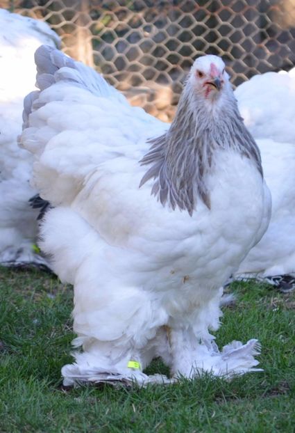  - găini brahma herminat deschis albastru