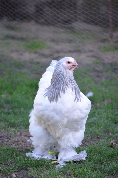  - găini brahma herminat deschis albastru