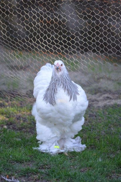  - găini brahma herminat deschis albastru