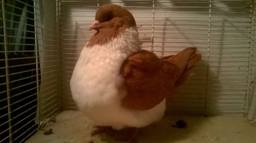  - strasser pe galben