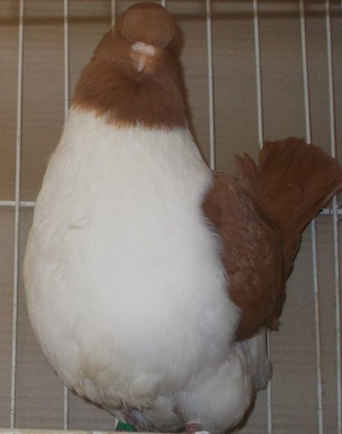 C__Data_Users_DefApps_AppData_INTERNETEXPLORER_Temp_Saved Images_108412133_NBCQRJE - strasser pe galben