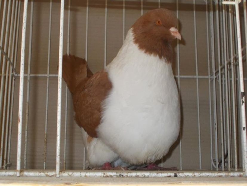 C__Data_Users_DefApps_AppData_INTERNETEXPLORER_Temp_Saved Images_108412143_YBTNOKG3 - strasser pe galben