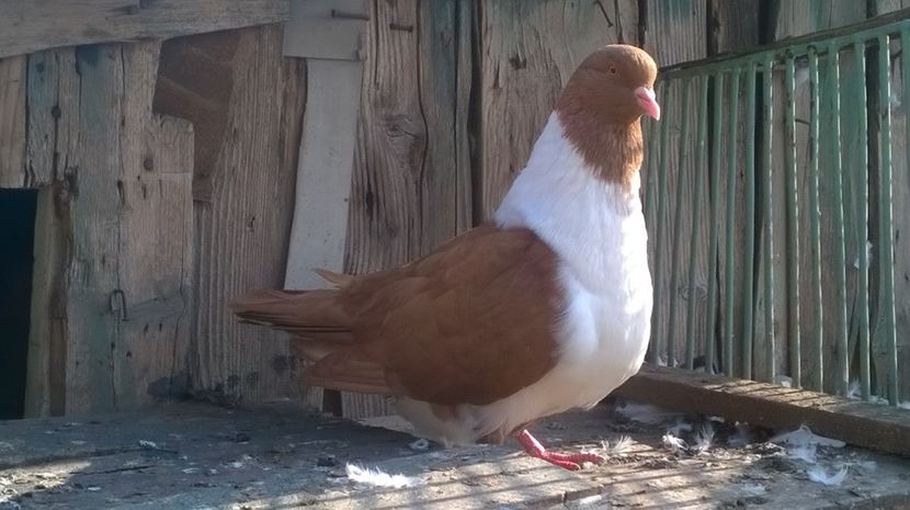  - strasser pe galben