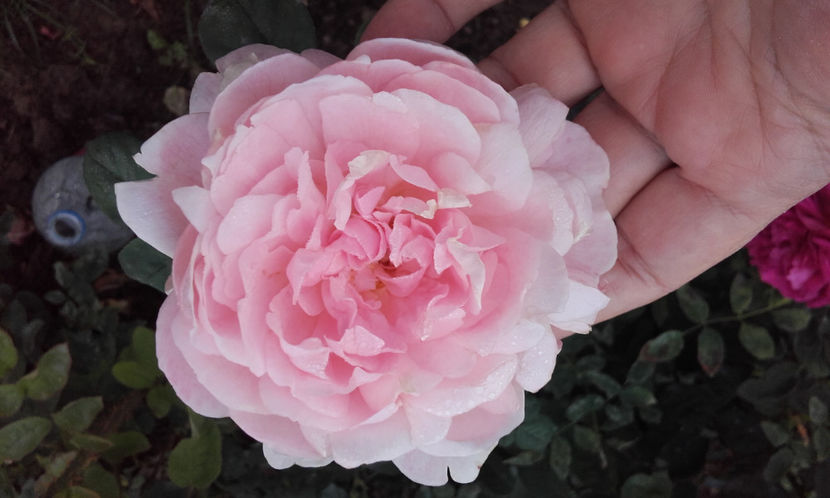  - QUEEN OF SWEEDEN David Austin 3